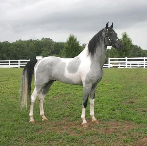 Stuntmans Star of Magic💘 Blue roan tobiano. 15.2hh. From twhfarm.com. 💕💕 Use #dreamyfeatures or tag @dreamy.features in your photos to be featured! 💘💘 Cheval Pie, Tennessee Walker, Tennessee Walking Horse, Elegant Horse, Pinto Horse, Walking Horse, Paint Horse, Blue Roan, Horse Boarding