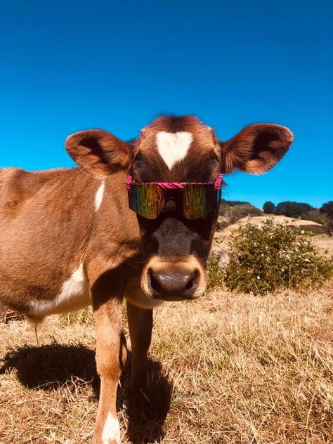 Cows In Sunglasses, Cows With Sunglasses, Cows With Glasses, Cow Wearing Sunglasses, Funny Rats Dressed Up, Animals With Pit Vipers, Pitt Vipers, Animals With Sunglasses, Cow With Sunglasses