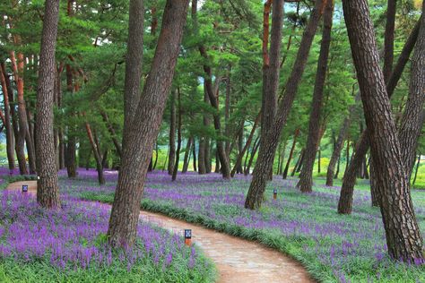 Pine Tree Landscaping, Tree Landscaping, Pine Garden, Landscaping Around House, Plants Under Trees, Landscaping Around Trees, Woodland Gardens, Growing Grass, Exterior Garden