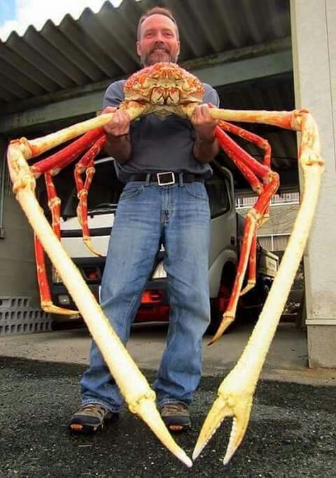 This is one HUGE crab! Japanese Spider Crab, Cool Sea Creatures, Crab Species, Spider Crab, Scary Animals, Crab And Lobster, Dead Fish, King Crab, Crustaceans