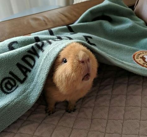 Guinea Pigs Funny, Pet Guinea Pigs, Cute Guinea Pigs, Cute Animals Images, Fluffy Animals, Cute Animal Photos, Cute Animal Pictures, Hamsters, Cute Creatures