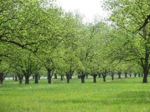 Pecan Farming, Farm Planning, Pecan Orchard, Pecan Trees, Nut Trees, Pecan Tree, Tree Seedlings, Drip System, Coastal Plain