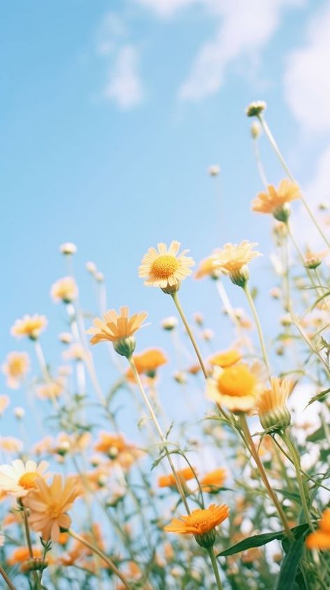 Summer flower field landscape outdoors blossom. | free image by rawpixel.com Download Free Images, Flower Field, Summer Flowers, Anemone, Summer Vibes, Wild Flowers, Mood Board, Blossom, Flowers