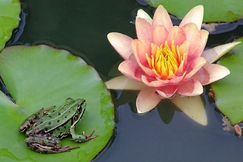 frog on a lilly pad Goat Jumping, Frogs On Lily Pads, Water Lilies Painting, Lilly Pad, Frog Illustration, Frog Tattoos, Lily Painting, Water Lilly, Funny Frogs