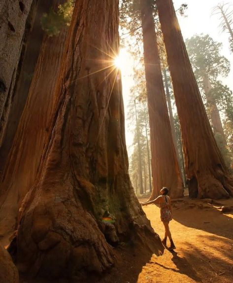 Have you ever felt so small? Standing among the towering giants of Sequoia National Park truly puts life into perspective. 🌲📍Sequoia National Park, California is a place of pure awe and wonder. 😍 Who else is ready to be humbled by nature’s giants? 📸 mercuryroaming and @ryanresatka #nationalpark #sequoia #sequoianationalpark #california #gianttrees #naturelovers #explorecalifornia #outdooradventures #wanderlust #travelcalifornia #hikingadventures #naturephotography #adventureawaits #beautifu... Sequoia Aesthetic, Sequoia National Park California, National Park California, Sequoia National Park, G Adventures, California Travel, Adventure Awaits, Outdoors Adventure, Travel Destinations