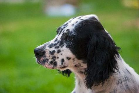 How to groom English setters English Setters, Long Silky Hair, Grow Long Hair, English Springer, English Springer Spaniel, English Setter, Springer Spaniel, Silky Hair, Dog Grooming