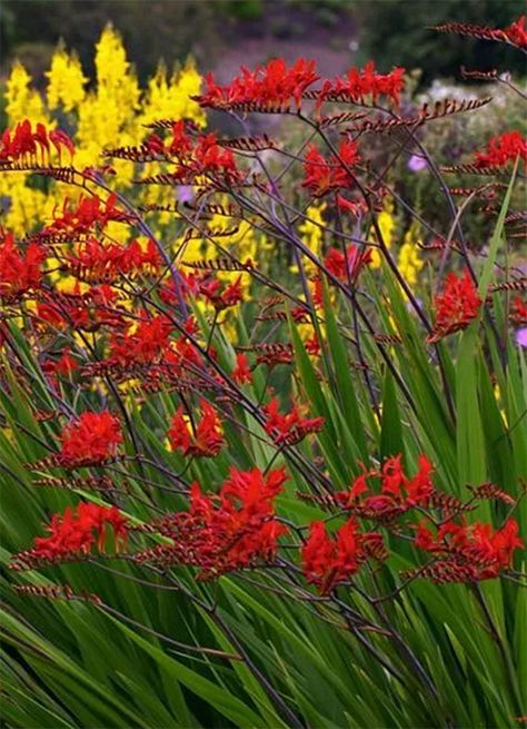 Crocosmia Lucifer Bulbs How to Grow Care Store Bulbs after Flowering Crocosmia Lucifer, Garden Prepping, Day Lily, Backyard Plants, Garden Bulbs, Spring Plants, Yellow Leaves, Perennial Garden, Bulb Flowers