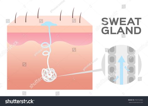 sweat gland vector \u002F skin #Ad , #sponsored, #gland#sweat#vector#skin Sweat Gland, Flyer Ideas, Business Flyer, Creative Business, Royalty Free, Collage, Skin, Pins, Quick Saves