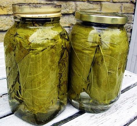 Picking and preserving grape leaves | Food Heritage Foundation Kalofagas Recipes, Grilled Quail, Canning Jelly, Grape Leaves Recipe, Stuffed Grape Leaves, Fermentation Recipes, Vine Leaves, Home Canning, Lebanese Recipes