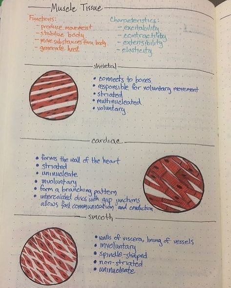 Medical Doctors and Students on Instagram: “The three types of muscle tissue are cardiac, smooth and skeletal. . . . . .…” Connective Tissue Anatomy Notes, Tissues Anatomy And Physiology, Tissues Of The Body Notes, Tissues Anatomy Notes, Tissue Notes Biology, Muscle Notes Anatomy, Muscle Tissue Notes, Biology Tissues Notes, Anatomy Tissue Notes