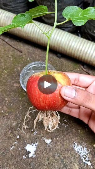 Apple Tree From Seed, Ram Pump, Diy Apple, Apple Flowers, Plant Help, Fruit Flowers, Flower Video, Scenery Nature, Tree Seeds