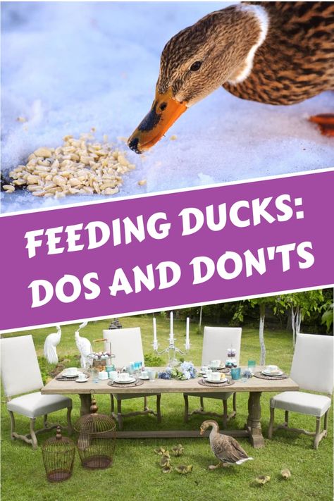 What to feed ducks, how to prepare DIY duck feed, and what to avoid. Learn about the best food for ducks at different stages of life. FAQs included. What To Feed Ducks, Duck Feeder, Duck Enclosure, Duck House Plans, Different Stages Of Life, Feeding Ducks, Duck Feed, Duck Coop, Stages Of Life