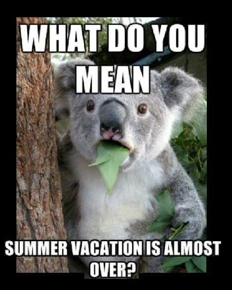 Summer vacation almost over. Work Anniversary Meme, Getting Old Meme, Koala Meme, Saturday Memes, Student Council Campaign Posters, Student Council Campaign, Lorenzo Lamas, Funny Koala, Koala Bears