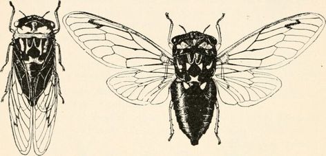 Forensic Entomology - Crime Museum Japan Core, Science Tattoos, Types Of Insects, Forensic Science, Forensic, Tree Tops, Vintage Japan, Original Work, Mammals