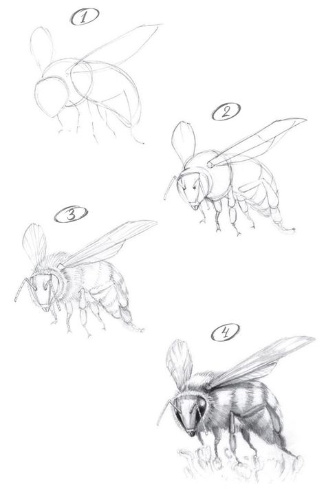 How to draw a bee with a pencil step-by-step tutorial. Bee Pictures Art, Draw A Bee, Honey Bee Drawing, Bee Sketch, Bugs Drawing, Beginner Drawing Lessons, Bee Drawing, Pencil Drawings For Beginners, Nature Sketch