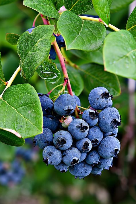 Blueberry Shrub, Fruit And Veg Market, Grow Blueberries, Cheesecake Blueberry, Cake Blueberry, Highbush Blueberry, Growing Blueberries, Blueberry Plant, Acid Loving Plants