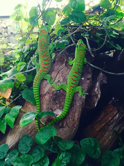 Madagascar giant day gecko, Phelsuma grandis Madagascar Day Gecko, Bamboo Terrarium, Giant Day Gecko, Madagascar Animals, Day Gecko, Gecko Wall Art, Gecko Terrarium, Chameleon Lizard, Reptile Room