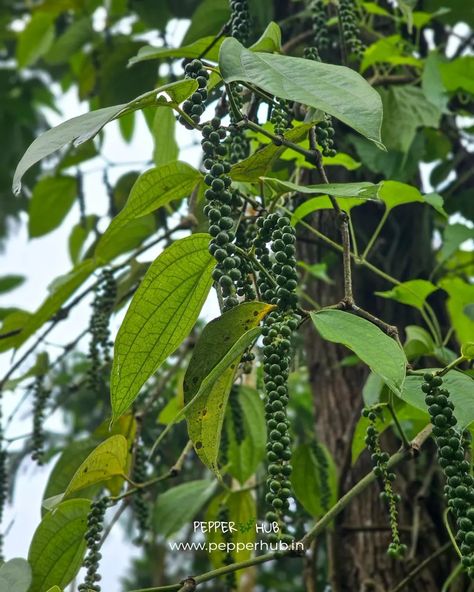 An evening scene at Pepperhub Farms 🌿 Beautiful pepper corns in black pepper plants Start growing black pepper today https://www.pepperhub.in/black-pepper-plants/ #blackpepper #blackpepperplant #blackpepperplantation #blackpepperfarming #farming #agriculture #pepperhub Black Pepper Plant, Pepper Tree, Pepper Plants, Black Pepper, Agriculture, Nuts, Corn, Seeds, Stuffed Peppers