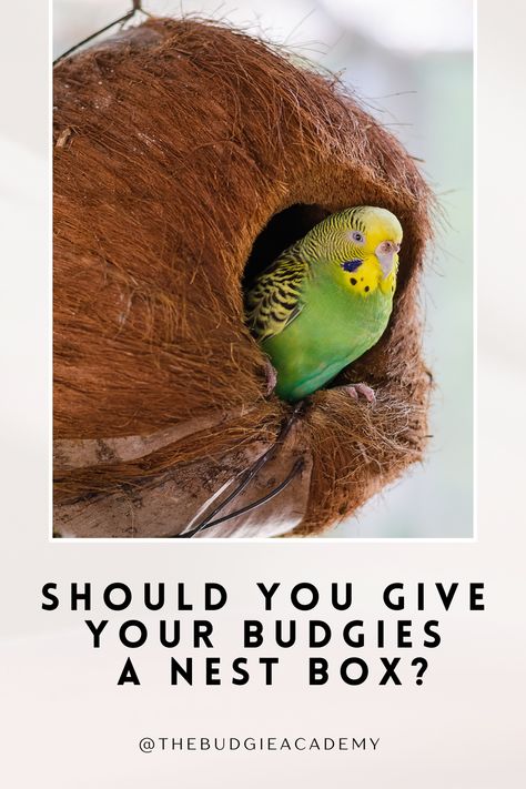 Do budgies need nest boxes? The answer may surprise you! Head to our blog to find out the answer! Breeding Budgies, Budgie Nest Box, Nesting Boxes Diy, Baby Budgies, Parakeet Care, Budgie Cage, Bird Nesting Box, Creepy Baby Dolls, Parakeet Toys