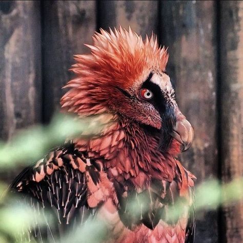 Bio Sapiens on Instagram: “Bearded vultures, who naturally have white feathers, will coat themselves with red iron oxide soil, giving them a more menacing look.  Some…” Bearded Vulture, Small Lizards, Red Beard, Metal Birds, Weird Animals, Birds Of Prey, Animals Of The World, Nature Photos, Animal Kingdom