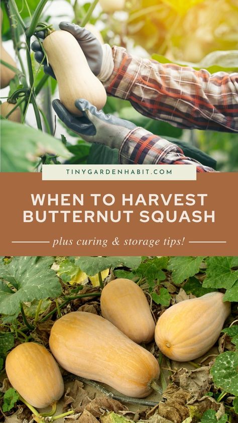 When it comes to harvesting butternut squash, there's a bit more to it than just a simple cut! Discover our comprehensive step-by-step guide on when to harvest your beloved butternut squash, harvesting techniques, plus curing & storage tips. Freezing Butternut Squash, Growing Butternut Squash, Planting Schedule, Harvest Storage, Seed Starter Kit, Storing Vegetables, Summer Veggies, Types Of Vegetables, Storage Tips