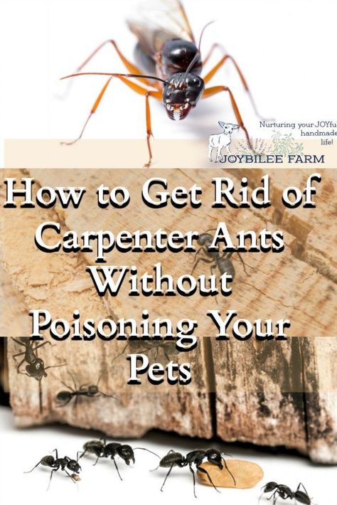 My Effective Step by Step Plan for dealing with carpenter ants in your home Get Rid Of Carpenter Ants, Kill Carpenter Ants, Ants In Garden, Wood Ants, Carpenter Ants, Ant Repellent, Bedroom Pool, Ant Problem, Ants In House