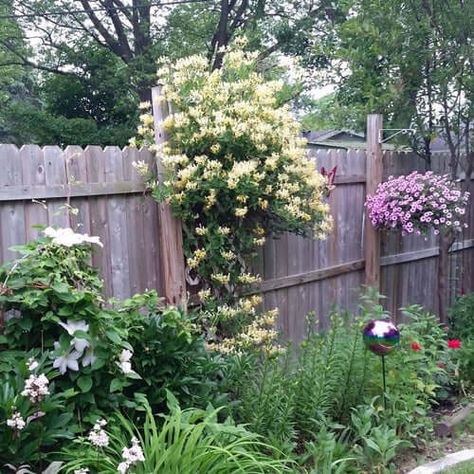 Honeysuckle Azalea Vine - Rhododendron luteum This beautiful hummingbird-attracting vine makes a fantastic addition to gardens in zones 6 to 9. Honey Suckle Plant Fence, Yellow Honeysuckle, Creeping Myrtle, Plant Fence, Fast Growing Vines, Honey Suckle, Shade Gardening, Honeysuckle Vine, Long Blooming Perennials