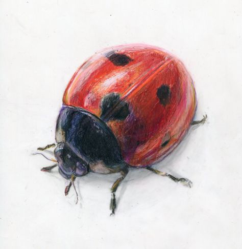 Watercolor ladybugs | Alexis Demetriades Science Illustration: Ladybug on Duralene Bugs Drawing, Art Du Croquis, Prismacolor Art, Desen Realist, Ladybug Art, Science Illustration, A Ladybug, Bug Art, Watercolour Inspiration