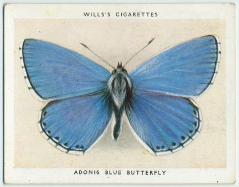 Adonis Blue Butterfly, Blue Butterfly Tattoo, Digital Gallery, Butterfly Poster, Butterfly Illustration, British Wildlife, Jewel Colors, Beautiful Prints, Blue Poster