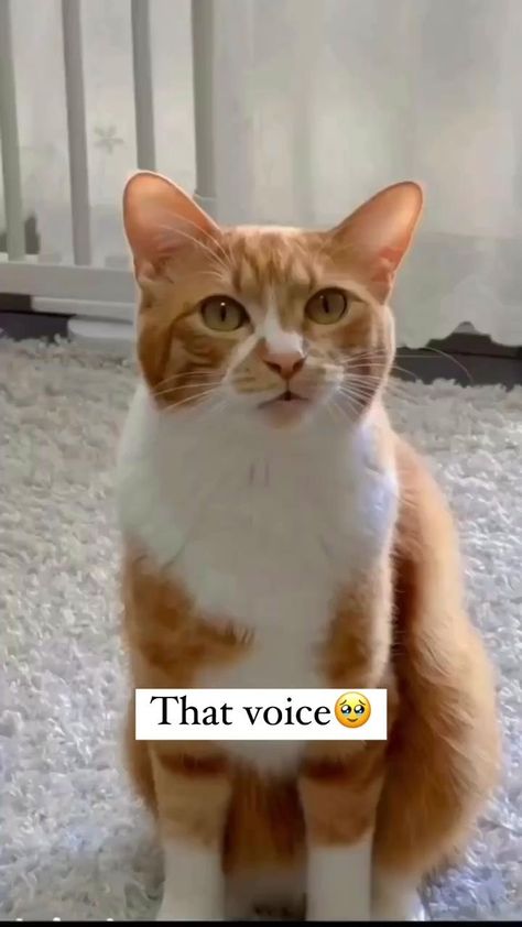 "Listen to the incredible voice of this orange furry friend—it's so adorable! 🐱🧡🎶 #FurryFriends #Dar2Cats #CatsOfInstagram #AdorableCats #KittenLove #Purrfect #Meowdel #CatLoversClub" Cat Voice Over, Orange Cat Behavior, Orange Cats Funny, Cat Voice, Cats Photos, Fun Video, Cute Animals Puppies, Inspirational Stories, Cute Cats Photos