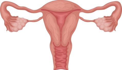 Uterus. female genitalia. Anatomical representation of a woman s reproductive system. Human internal organs. Vector illustration isolated on a white background Ovaries Anatomy, Uterus Illustration, Human Reproductive System, Uterus Anatomy, Female Reproductive System Anatomy, Human Internal Organs, Uterus Art, Internal Organs, Female Reproductive System