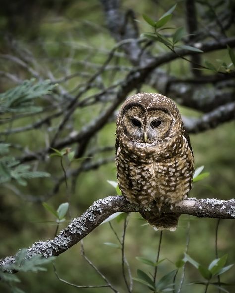 Northern Spotted Owl | by Markus Jansson Big Iguana, Owl Aesthetic, Northern Spotted Owl, Voice Of Nature, Owl Wisdom, Spotted Owl, Funny Owls, Grey Horse, Owl Pictures