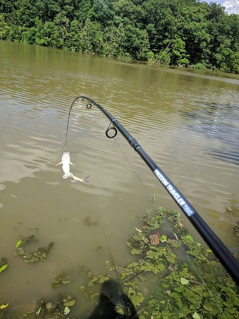 Bent rod catches good catfish. 👏👊🐟 https://plusinno.com/ . . . #fishing #catfish #catfishing #fishingrod #fishingpole #fishinglife #fishingislife #fishingtrip #fishingtime #fishingfun #fishinglovers #fishingaddict #fishingclub #fisherman #angling #angler #outdoors Fishing Catfish, Good Fish, Catfish Fishing, Fishing Store, Fishing Rods And Reels, Fishing Life, Fishing Rods, Fishing Pole, Rod And Reel