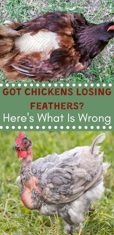 Did you find chickens losing feathers in your chicken coop? 10 issues might your flock to lose their feathers. You need to know what leads to chickens losing feathers and how to fix this problem, along with preventative measures to stop feathers from falling out in the future. Chickens Losing Feathers, Homesteading Animals, Duck Farming, Raising Chicks, Chicken Nesting Boxes, Chicken Health, Raising Backyard Chickens, Chicken Feed, Pet Chickens