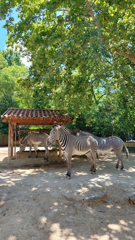 Zebra, zoo Sanctuary Aesthetic, Zoo Aesthetic, Zoo Enclosures, Mysore Zoo, Statue Of Liberty Facts, Zoo Inspiration, Zoo Pictures, Zoo Photos, Animal Family