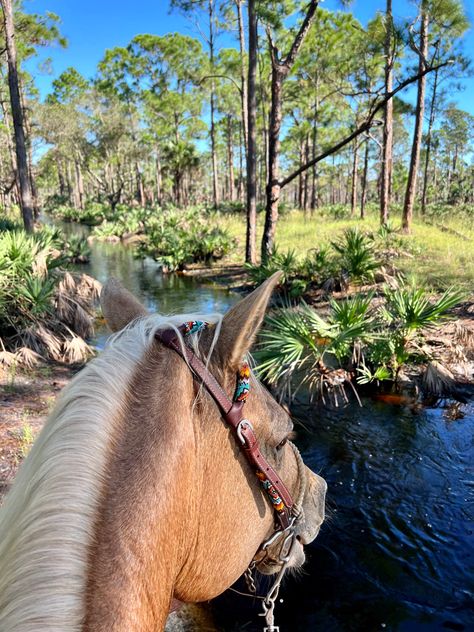 Trail Horse, Palomino Horse Tack, Horseback Riding Aesthetic, Horse Trail Ride, Palomino Western Horse, Horse Back Riding Aesthetic Western, Trail Riding Horses, Horseback Riding Trails, Palomino Horse Barrel Racing