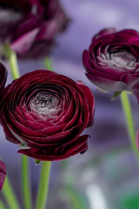 Dark Purple Ranunculus, Purple Ranunculus, Dark Color Palette, Lavender Buds, Ranunculus, Bar Mitzvah, Wine Colored, Dark Purple, Deep Purple