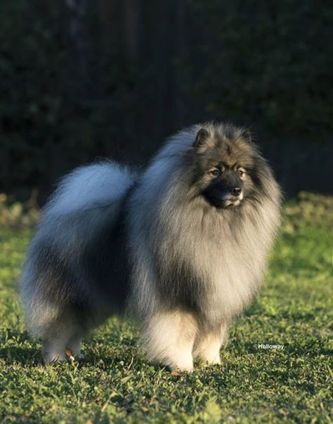 Keeshond male dog Shepard Dog Breeds, Modern Dog Toys, Irish Dog Breeds, Strong Dog Toys, Keeshond Puppy, Keeshond Dog, Dog Types, Akc Breeds, Spitz Dogs