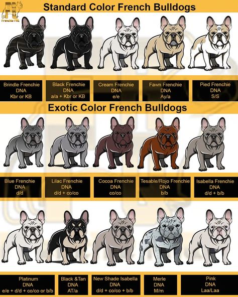 Baby Frenchie, Breeding Business, Dog Breeding Business, Blue Frenchie, French Bulldog Breed, Dog Drawings, Dog Body Language, Dog Wellness, French Dogs