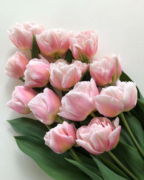 Tulip Peony, Peony Tulips, Engagement Flowers, Double Tulips, Royal Elite, Blush Peonies, Shade Perennials, Rose Arrangements, Pastel Palette