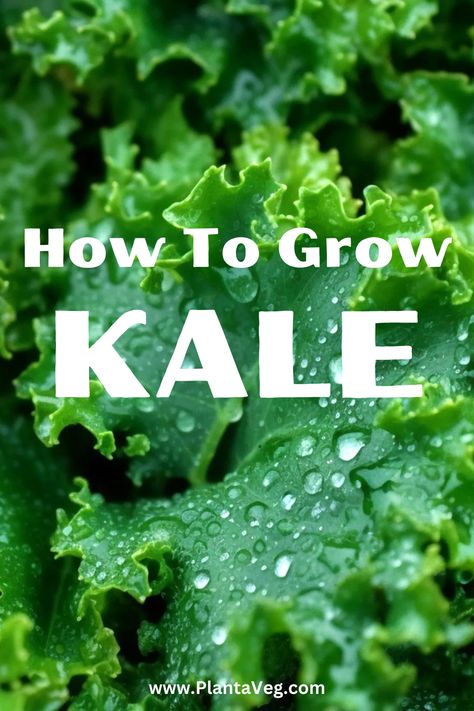 Discover the secrets of growing kale. Learn how to grow kale successfully, from seed selection to harvesting. Get started now! Red Russian Kale, Kale Plant, Growing Kale, Cabbage Worms, Kale Leaves, Seed Starting Mix, Succession Planting, Organic Mulch, Soil Testing