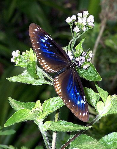 Beautiful Flower Open | Flickr - Photo Sharing! Butterfly Meaning, Photo Papillon, Flying Flowers, Moth Caterpillar, Belle Nature, Flying Insects, Beautiful Bugs, Butterfly Pictures, Butterfly Kisses