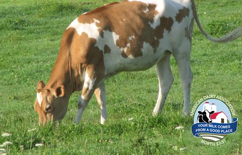 Cow Facts, Farm Facts, Guernsey Cow, Dream Ranch, Dairy Cattle, Holstein Cows, Dairy Cow, Farm Cow, Dairy Farm