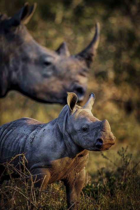 . Random Animals, Save The Rhino, Daughter Tattoo, Baby Rhino, Watchful Eye, Awesome Nature, Animal Groups, Rhinos, African Wildlife