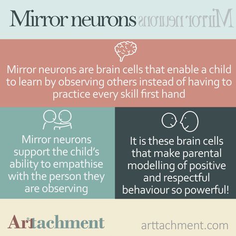 What are mirror neurons? Why are they so important for parenting?  #attachmentparenting #parenting #kids #lgentleparenting #parentingtips #parentingwithpresence #positiveparenting #arttachment Mirror Neurons Neuroscience, Mirror Neurons, Brain Anatomy And Function, Attachment Theory, Technology Life, Brain Facts, Brain Anatomy, Counseling Psychology, Teaching Biology