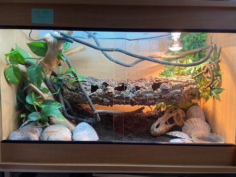 Ackie Monitor Enclosure, Ackie Monitor, Monitor Enclosure, Reptiles, Quick Saves