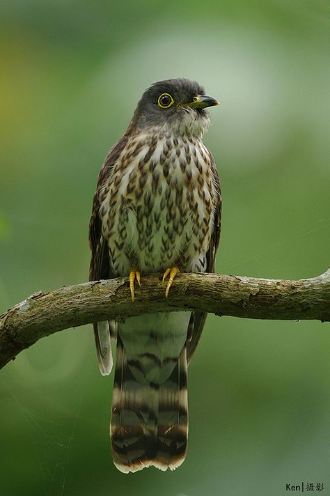 Hodgson's Hawk-Cuckoo (front view) Bird Front View, Bird Beaks, Front View, Volume 1, Love Birds, Beautiful Birds, Bald Eagle, Pet Birds, Feathers