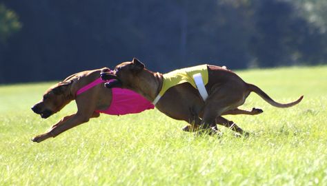 Dog Events, Lure Coursing, Ridgeback Dog, Rhodesian Ridgeback Dog, Dog Sports, Rhodesian Ridgeback, American Kennel Club, Dog Runs, Sporting Dogs