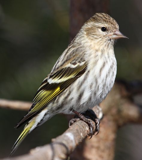 Adult Pine Siskin (Spinus pinus) Pine Siskin, Siskin, Birds In The Sky, Bird Carving, Different Birds, Backyard Birds, Watercolor Inspiration, Wildlife Animals, Colorful Birds