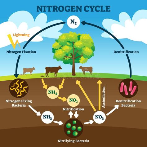 Cycle Drawing, Nutrient Cycle, Nitrogen Fixation, Nitrogen Cycle, Cycling For Beginners, Carbon Cycle, Science Notes, Water Cycle, Diagram Design